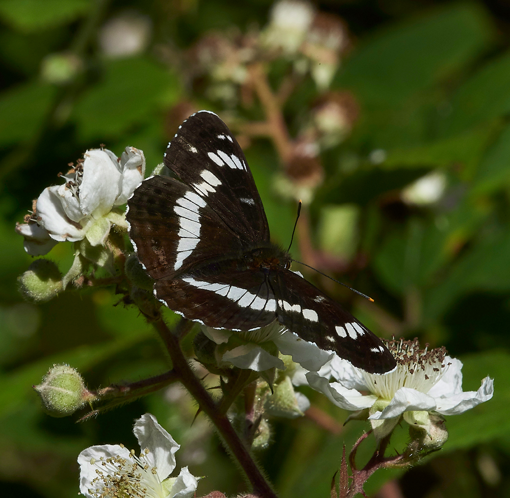 StonePitHeathWhiteAdmiral040718-10