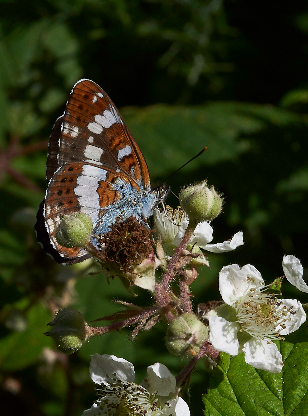 StonePitHeathWhiteAdmiral040718-11