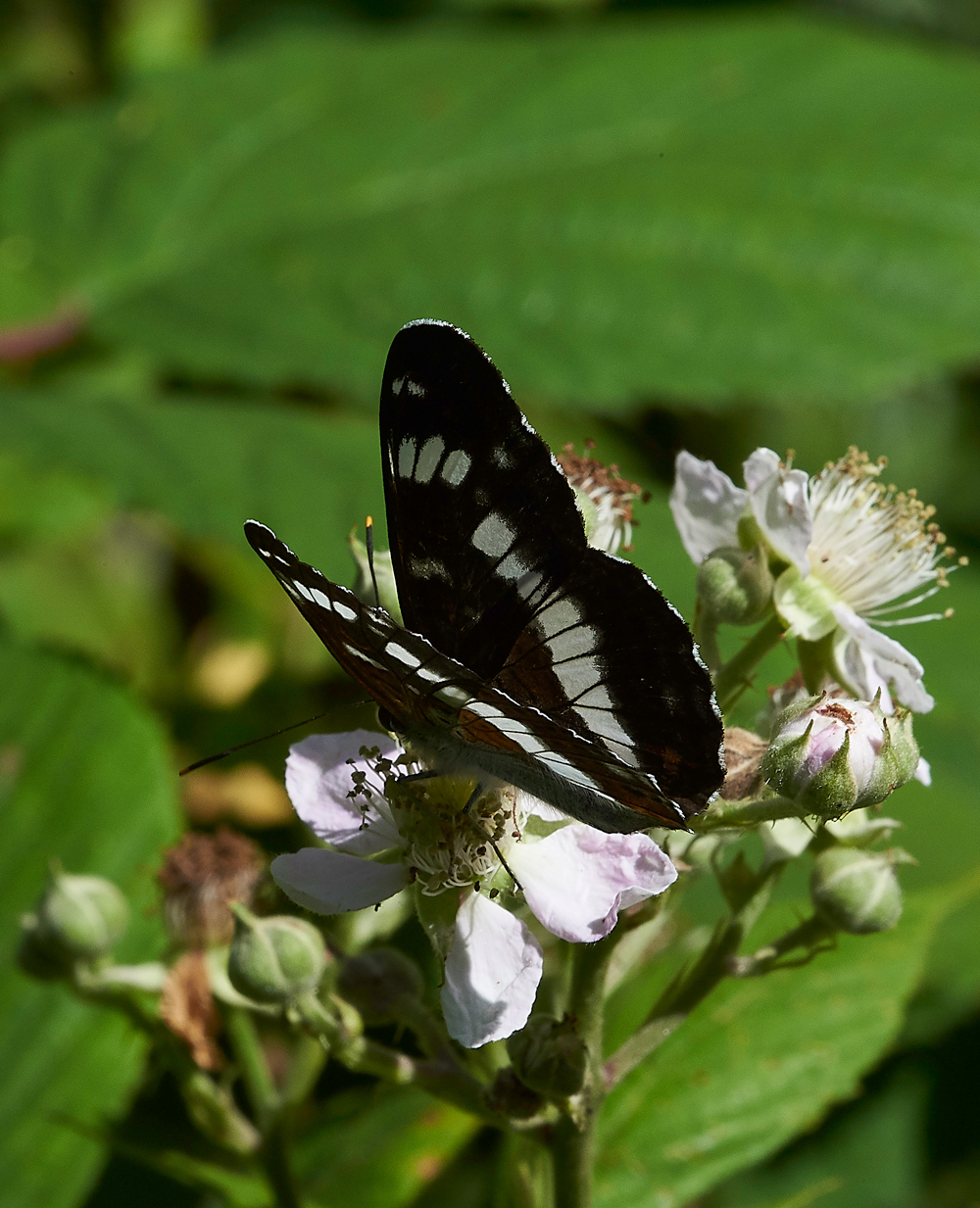 StonePitHeathWhiteAdmiral040718-12