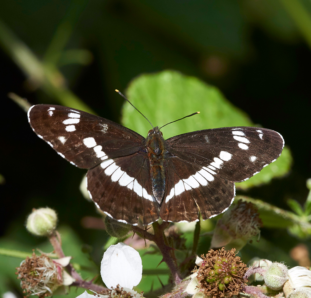 StonePitHeathWhiteAdmiral040718-3