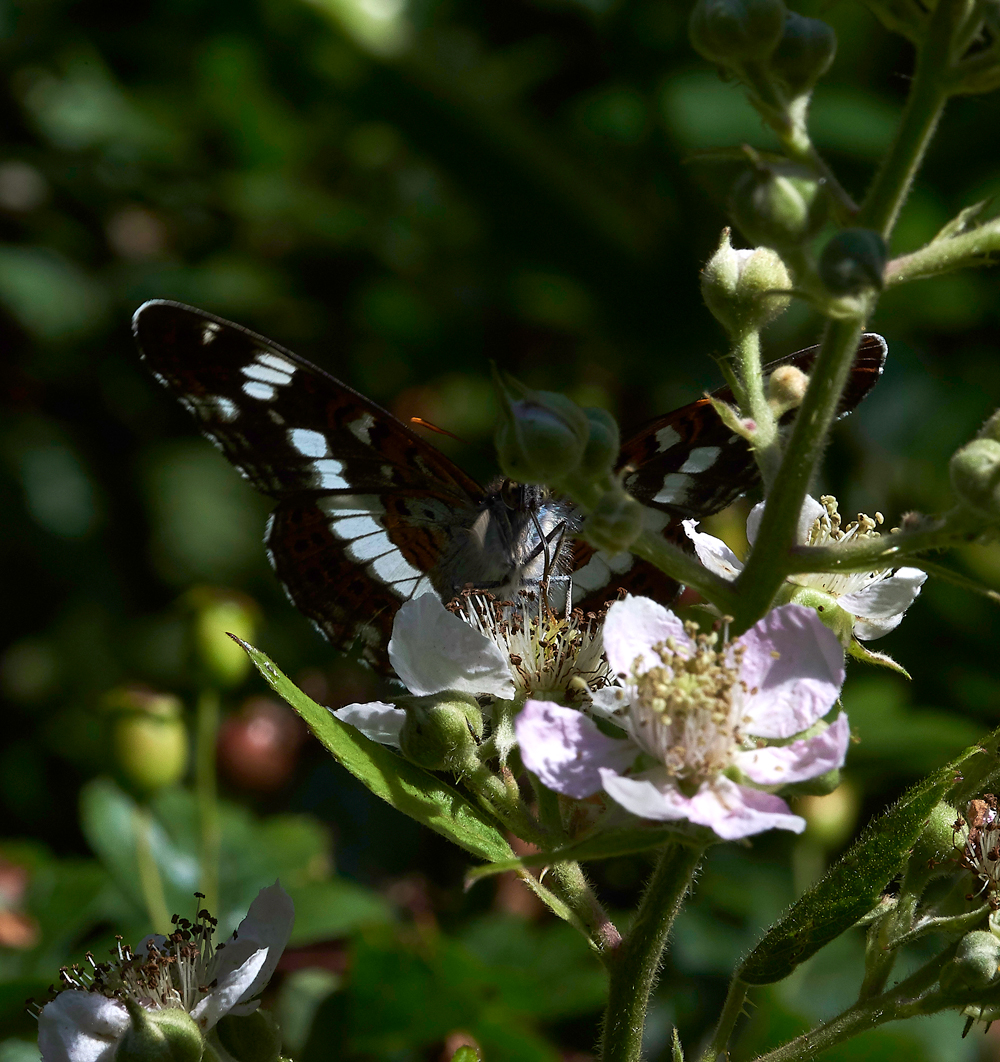 StonePitHeathWhiteAdmiral040718-4