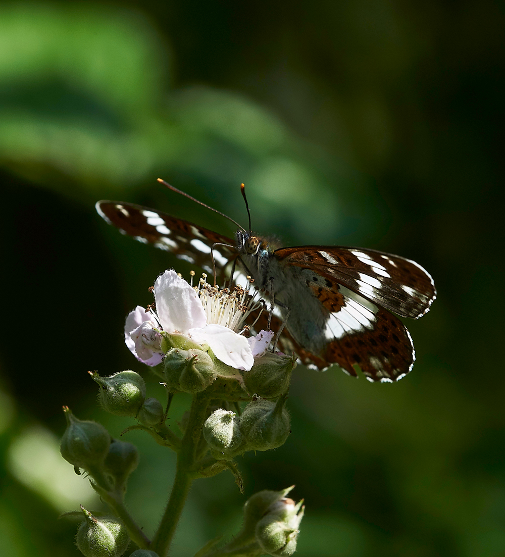 StonePitHeathWhiteAdmiral040718-5