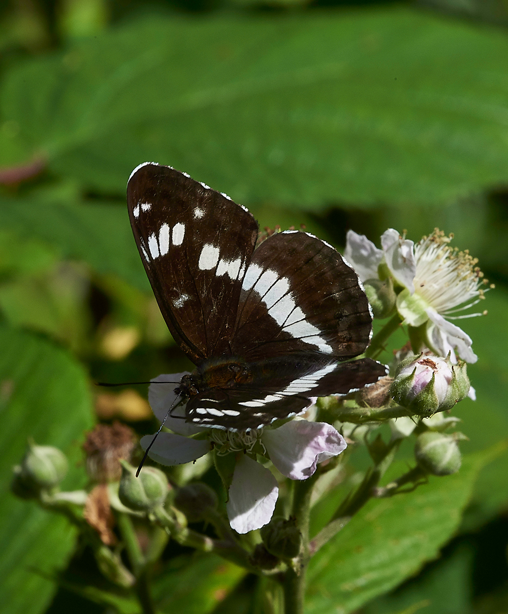 StonePitHeathWhiteAdmiral040718-6