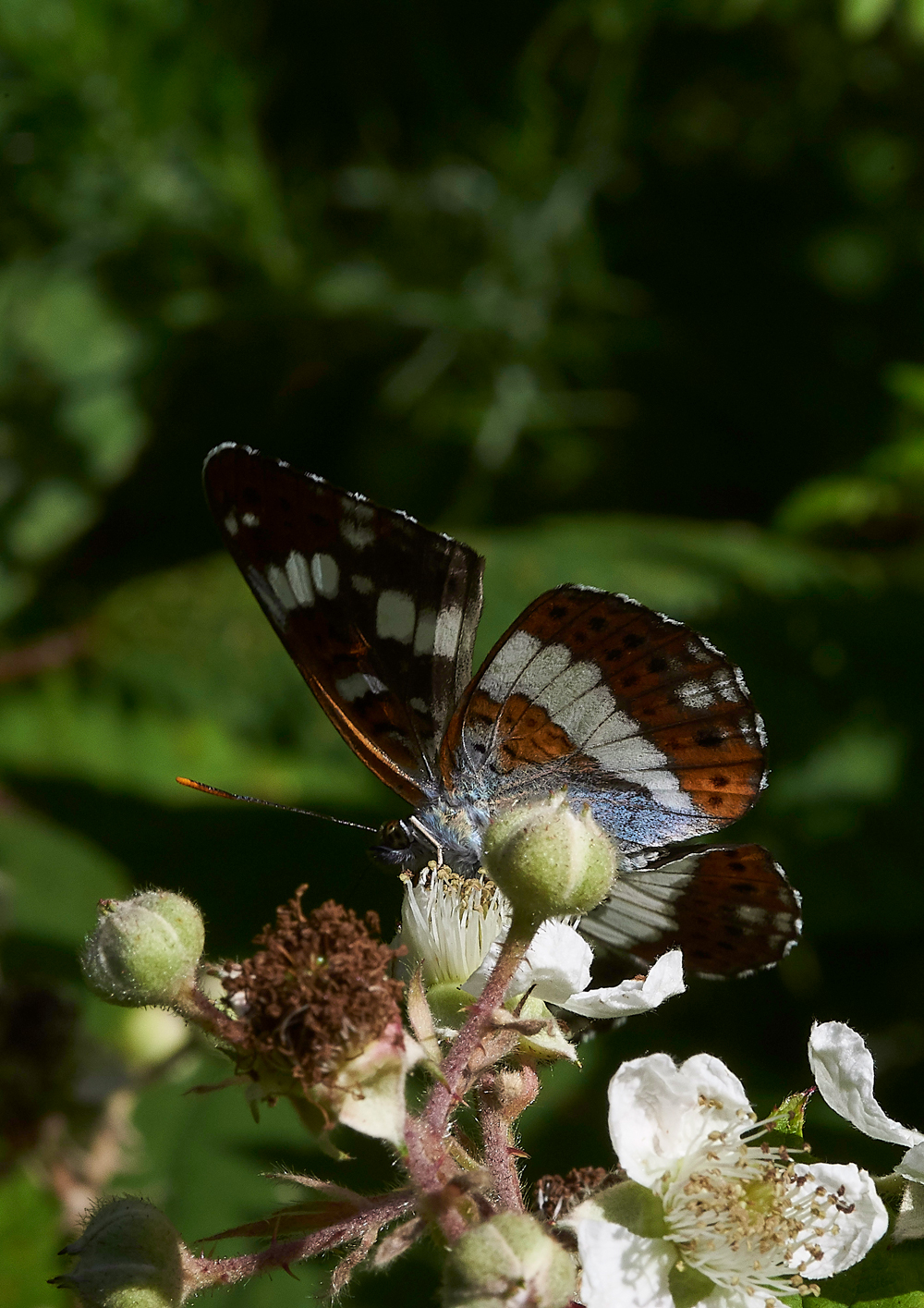 StonePitHeathWhiteAdmiral040718-7