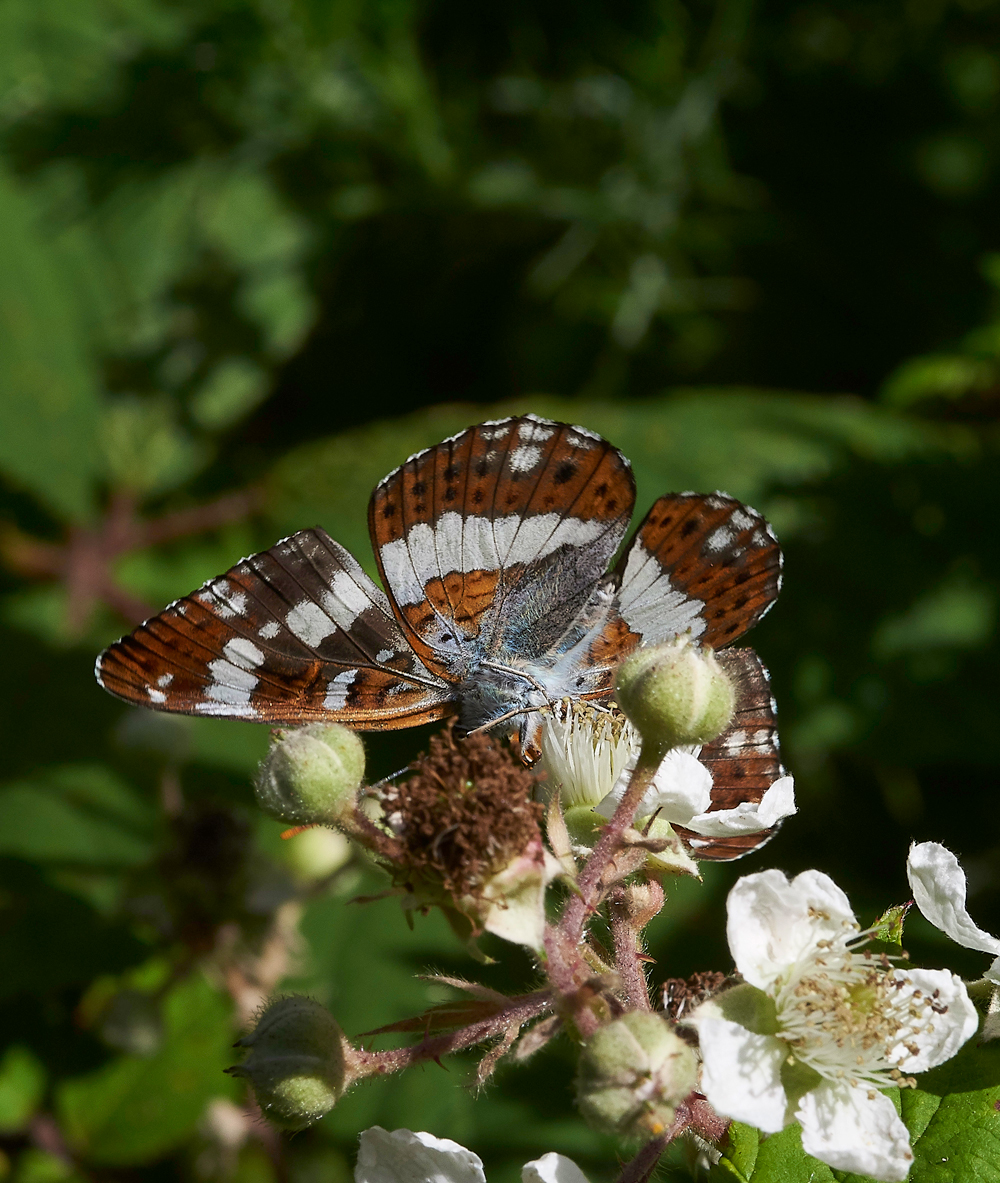 StonePitHeathWhiteAdmiral040718-8