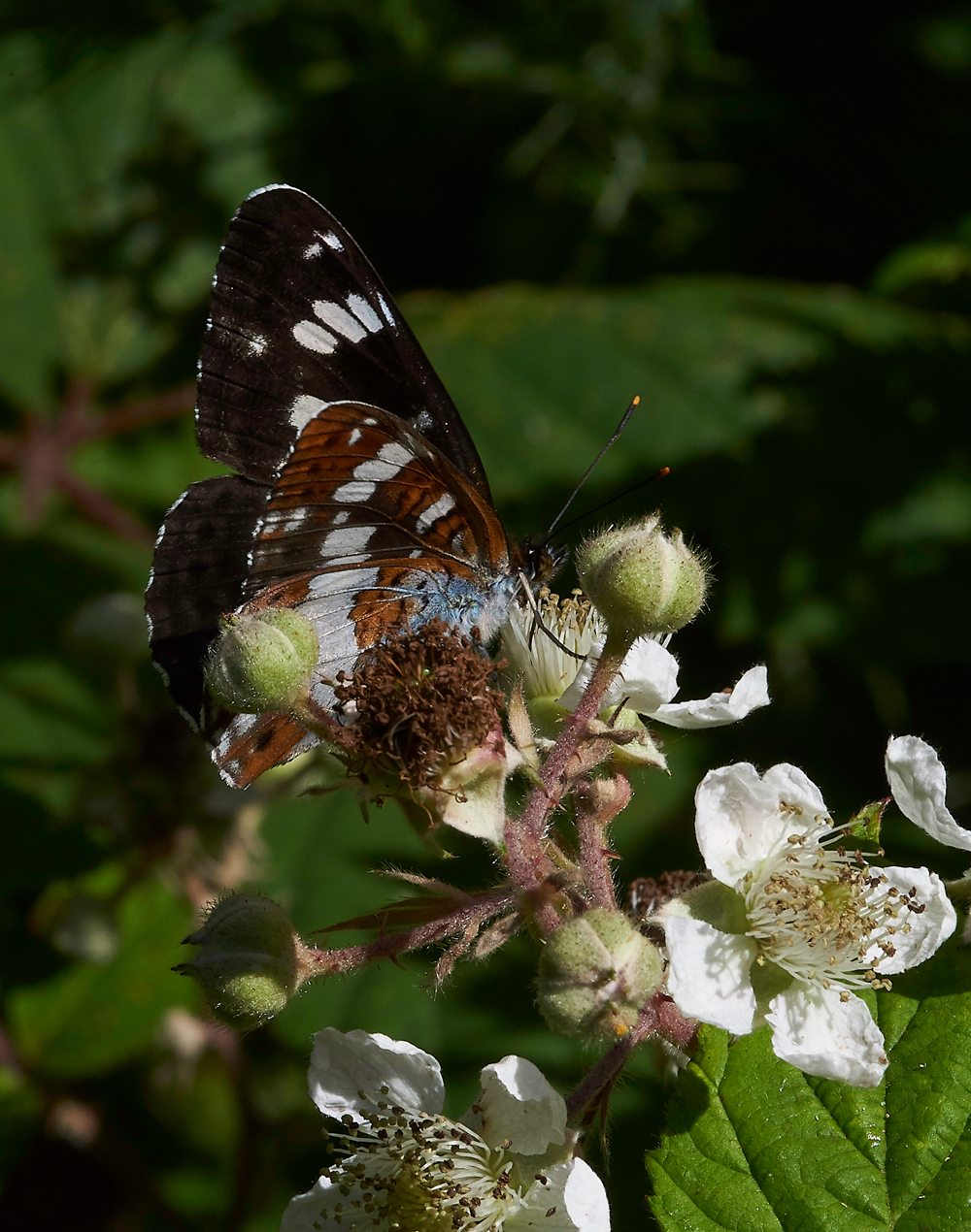 StonePitHeathWhiteAdmiral040718-9