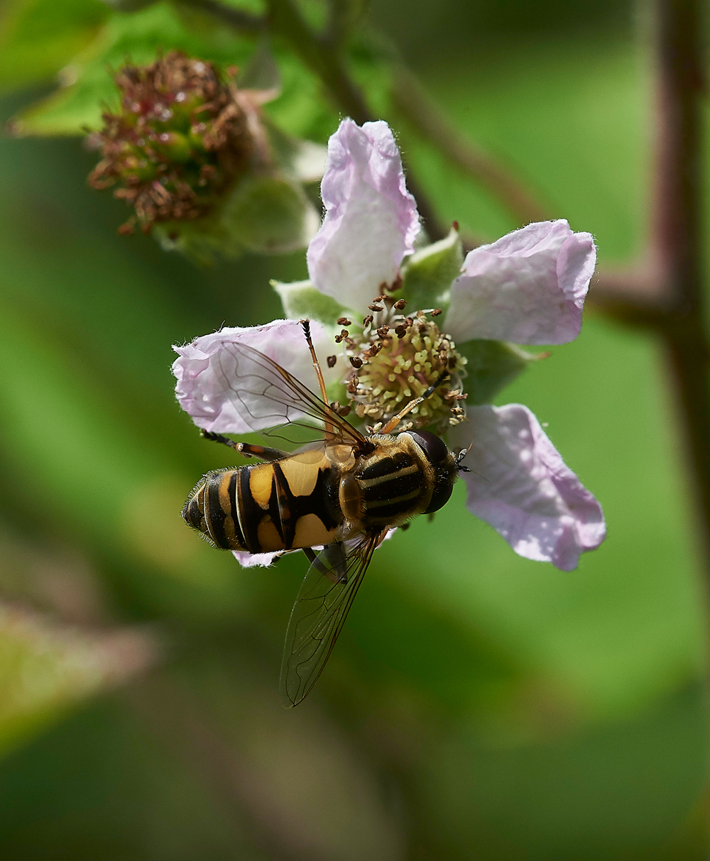 StonePitWoodHoverfly2050718-2