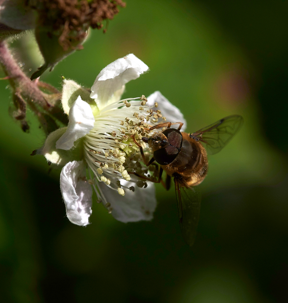 StonePitWoodHoverfly5040718-1