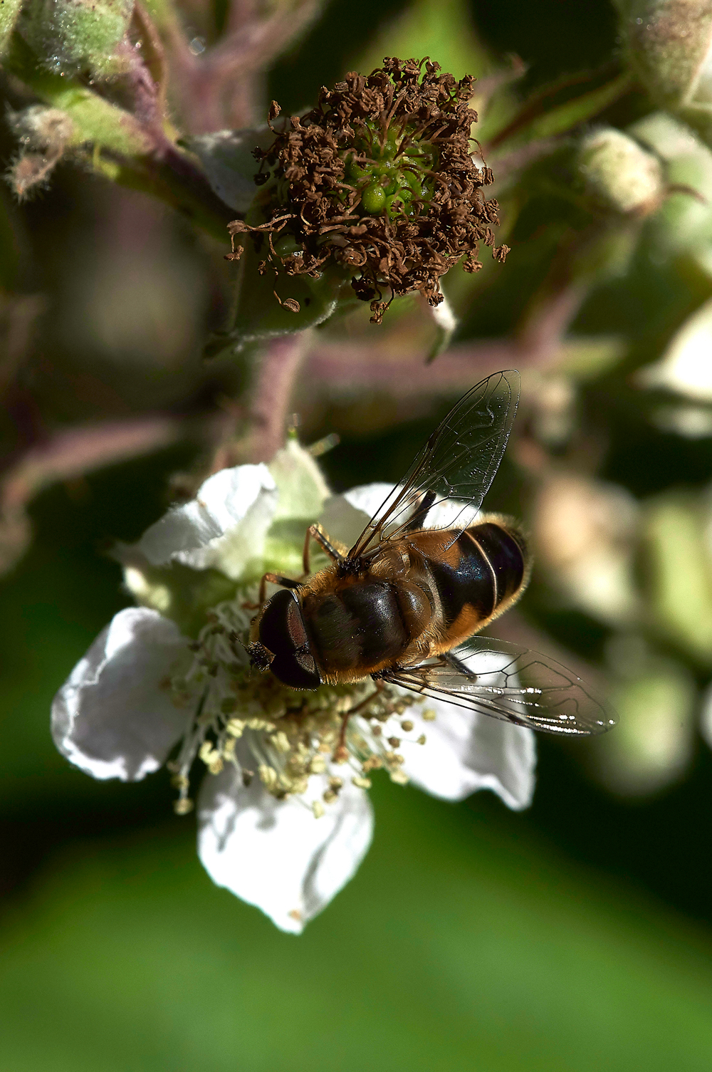 StonePitWoodHoverfly5040718-2
