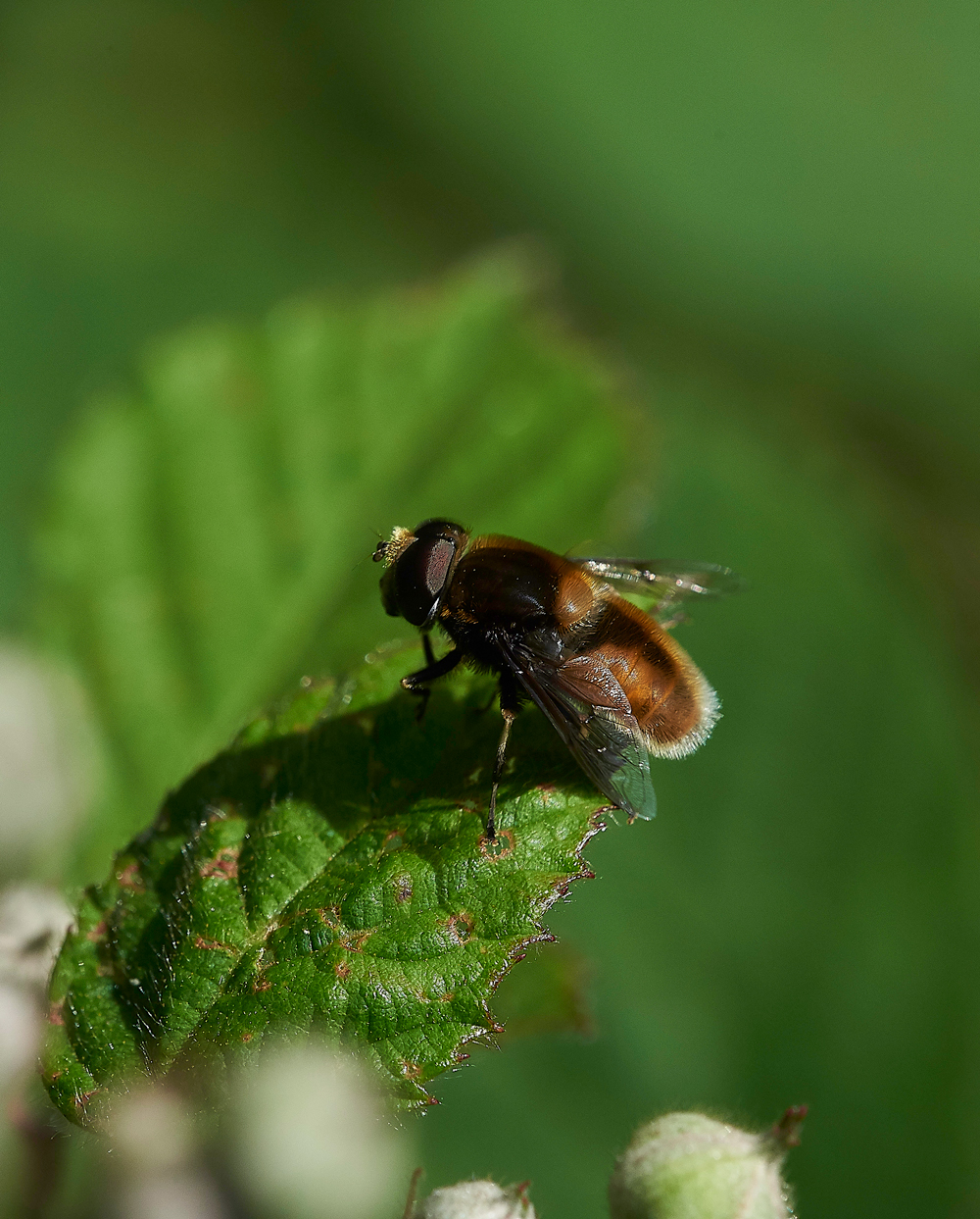 StonePitWoodHoverfly6040718-1