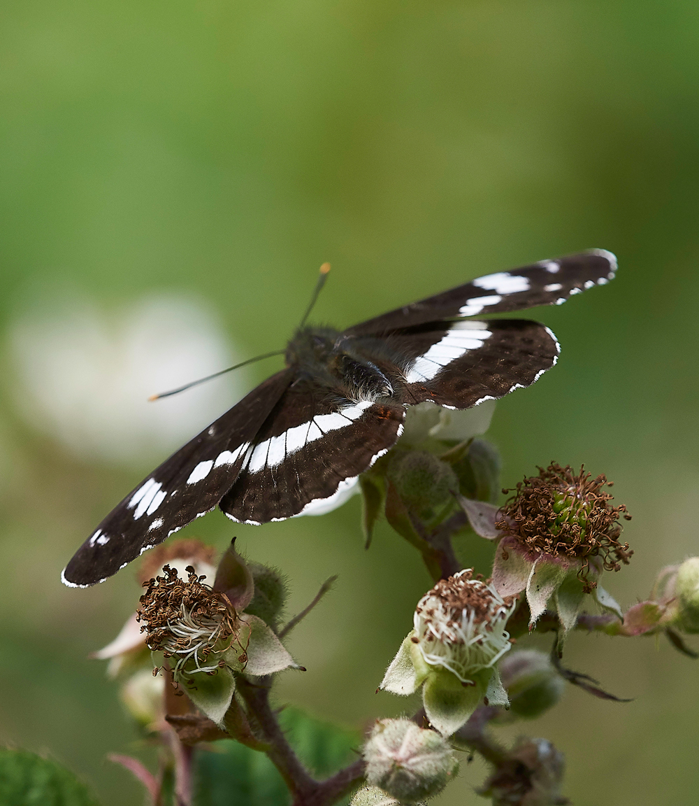 StonePitWoodWhiteAdmiral050718-1