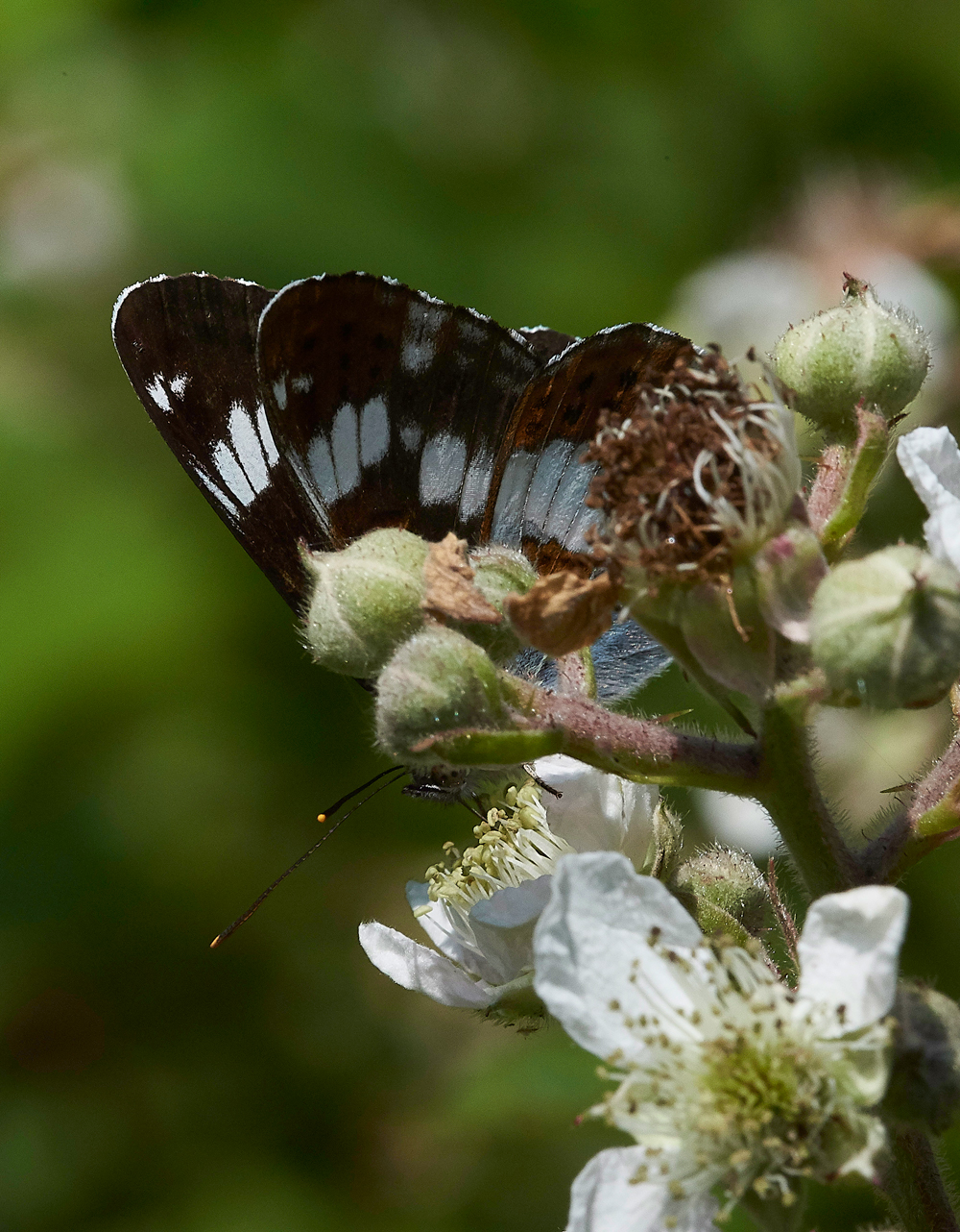 StonePitWoodWhiteAdmiral050718-2