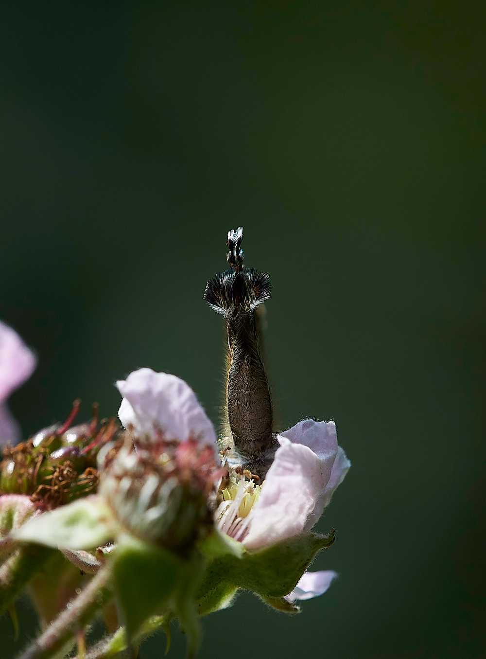 StonePitWoodWhiteLetterHairstreak050718-1