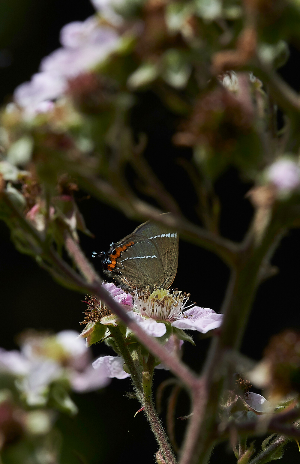 StonePitWoodWhiteLetterHairstreak050718-2