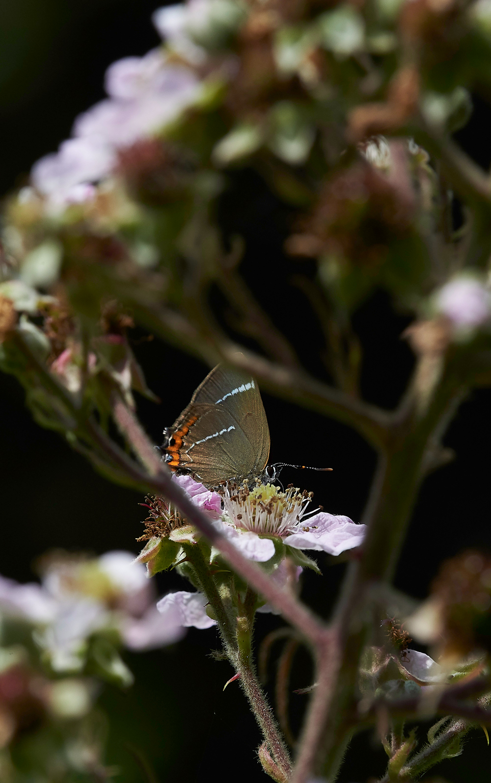 StonePitWoodWhiteLetterHairstreak050718-3