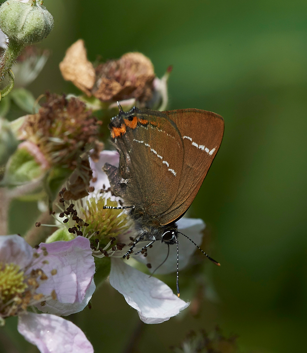 StonePitWoodWhiteLetterHairstreak050718-4
