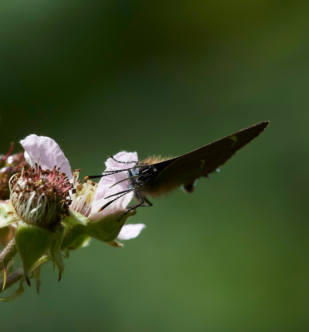 StonePitWoodWhiteLetterHairstreak050718-5