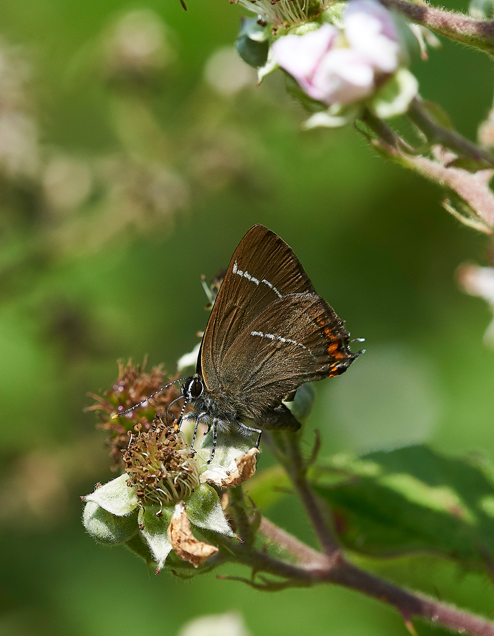 StonePitWoodWhiteLetterHairstreak050718-7