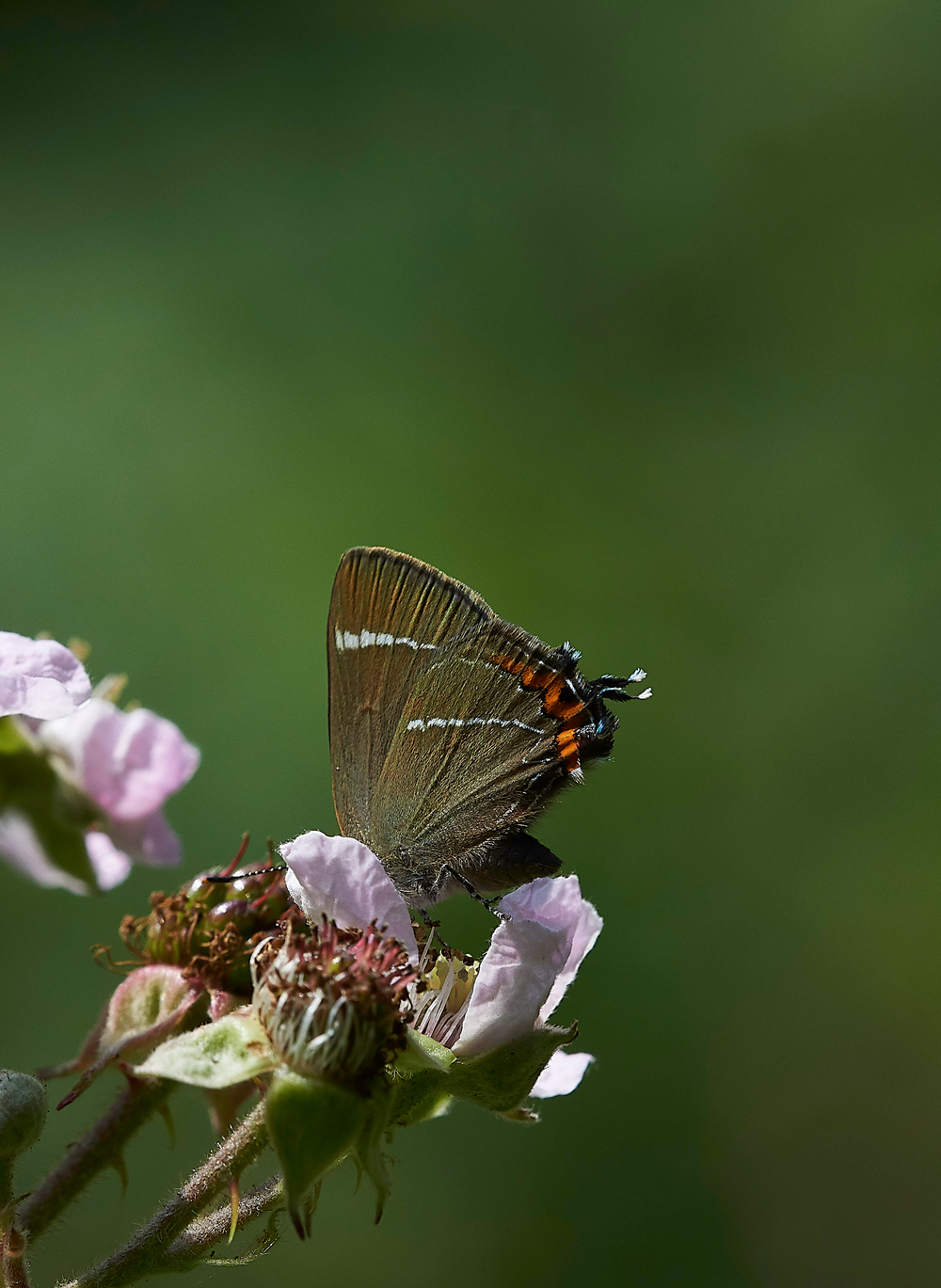 StonePitWoodWhiteLetterHairstreak050718-8