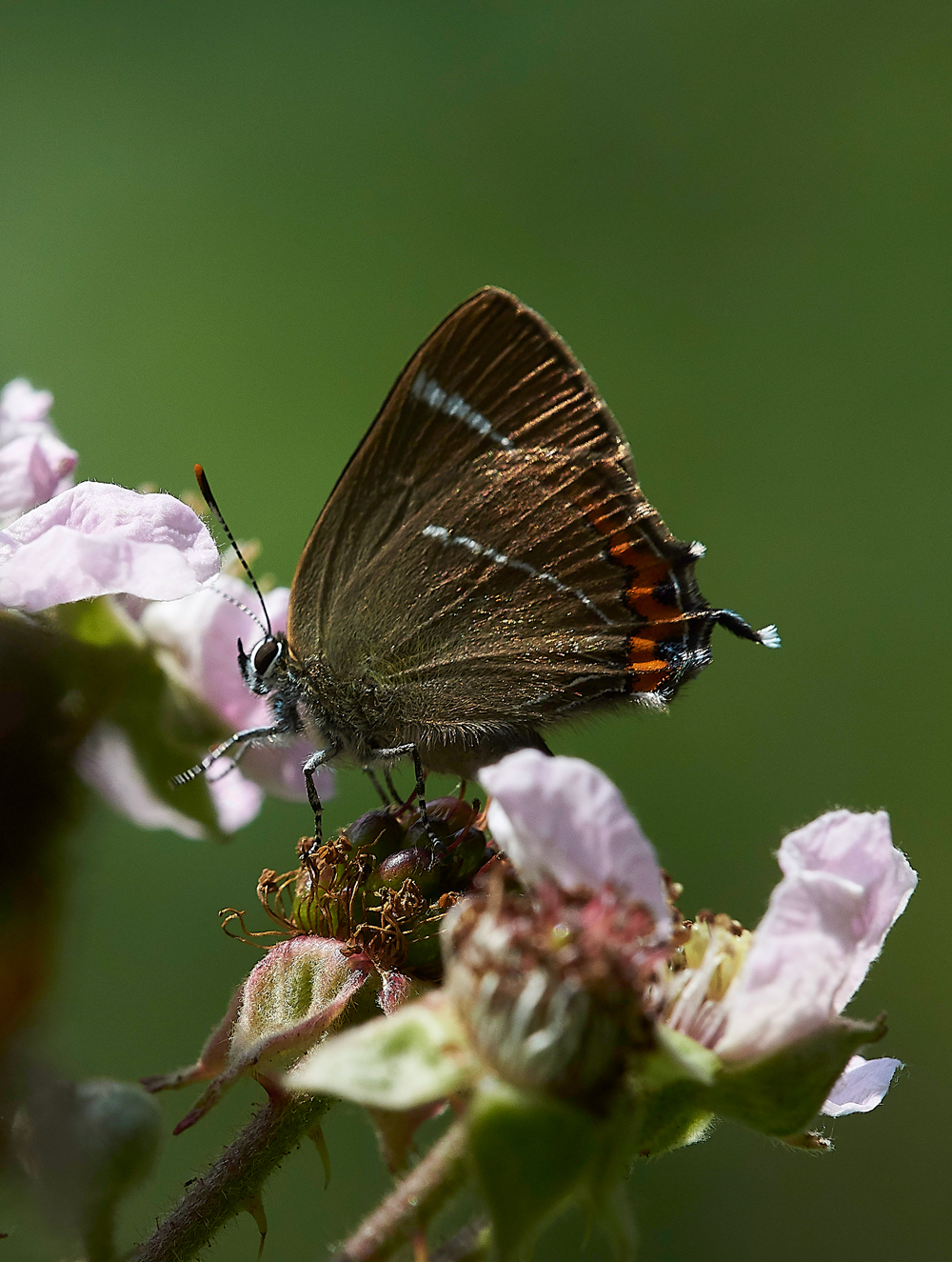 StonePitWoodWhiteLetterHairstreak050718-9