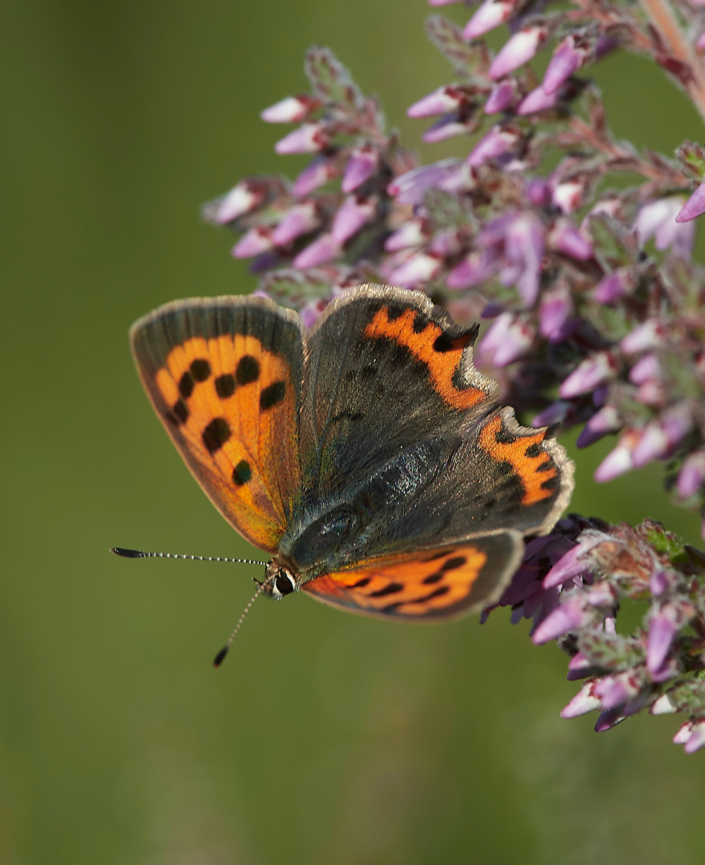 StoneyCrossSmallCopper290718-1