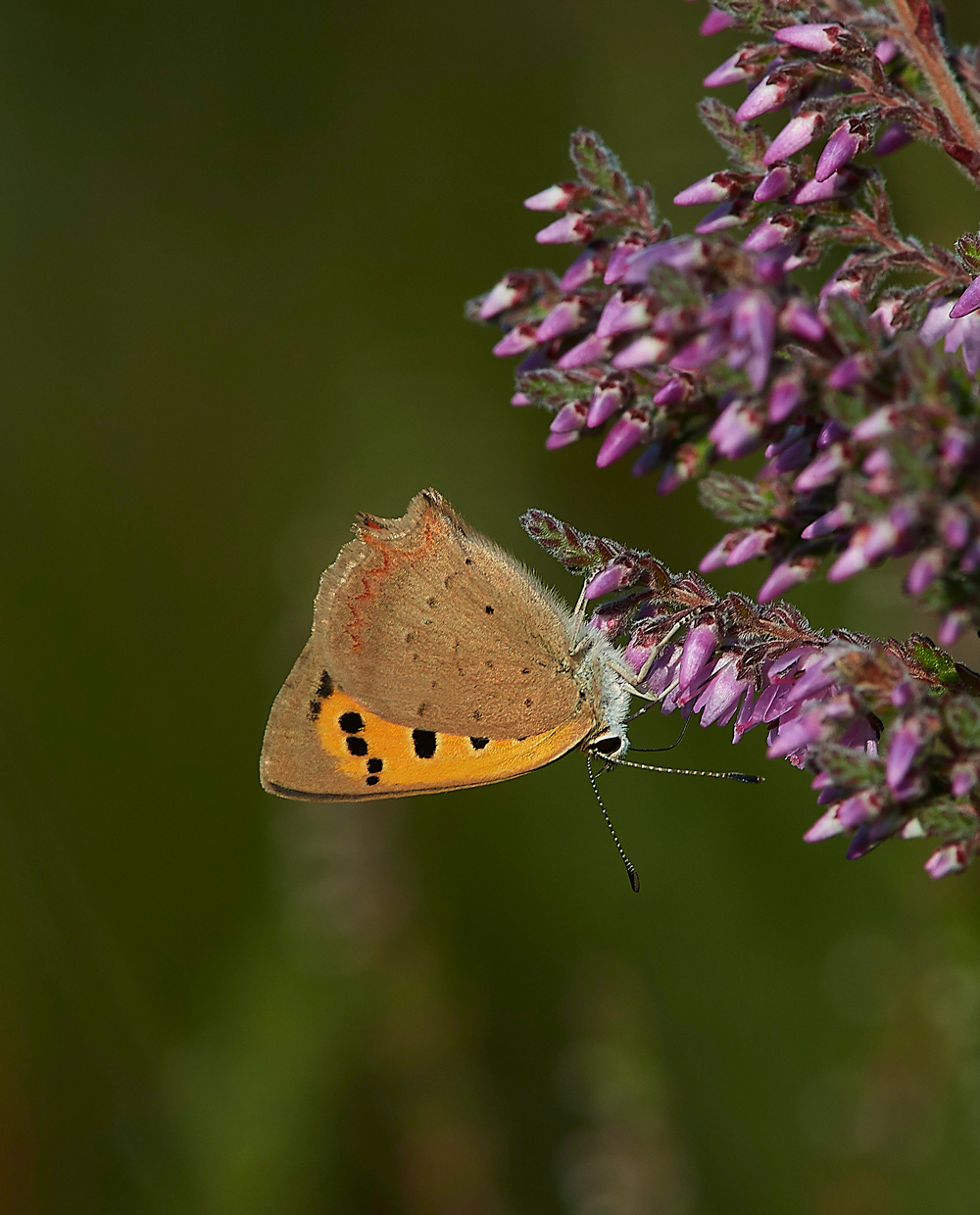 StoneyCrossSmallCopper290718-2