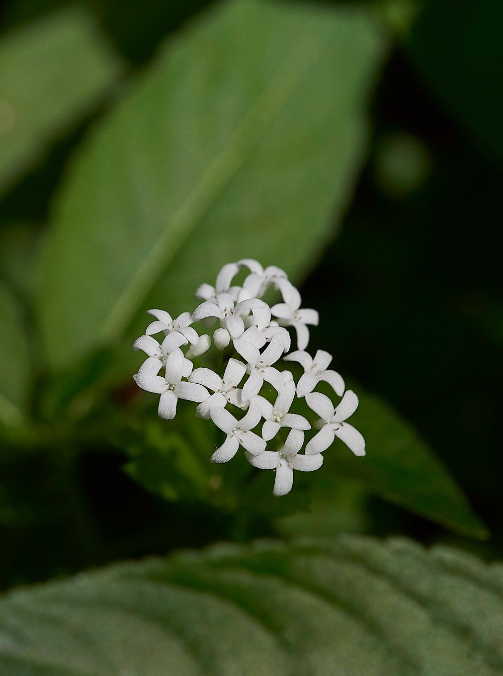 SweetWoodruff180518-1