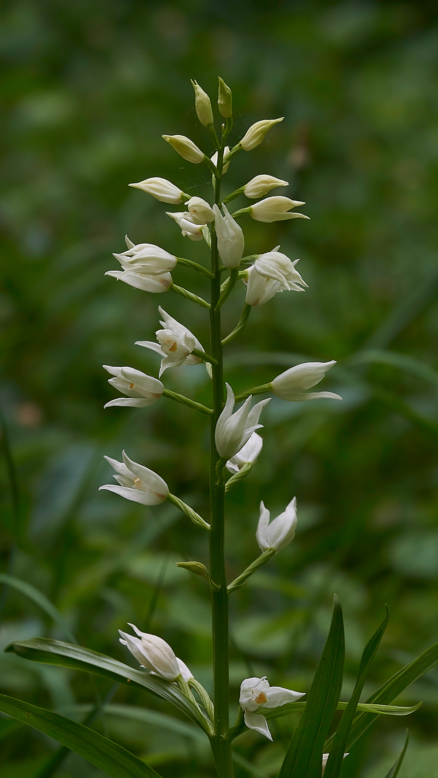 SwordLeavedhelleborine180518-1