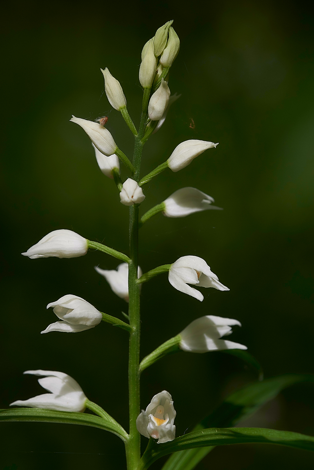SwordLeavedhelleborine180518-2