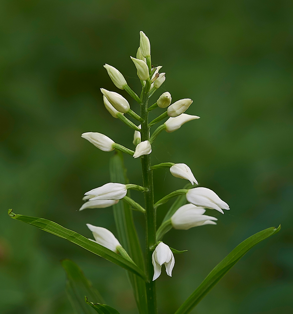SwordLeavedhelleborine180518-3