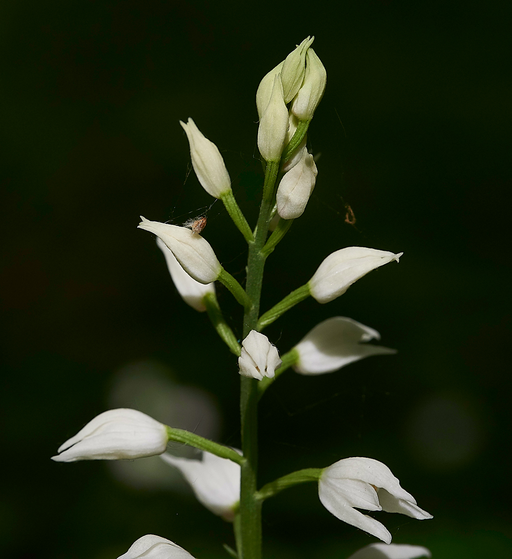 SwordLeavedHelleborine180518-4
