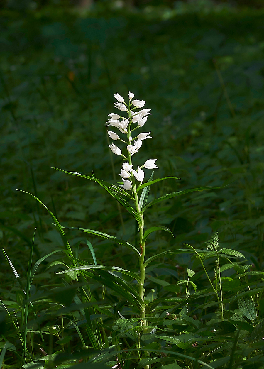 SwordLeavedHelleborine180518-5