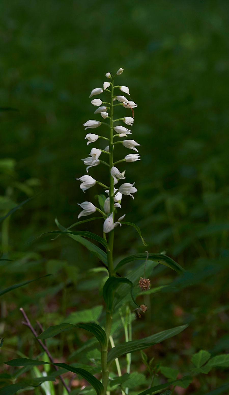 SwordLeavedHelleborine180518-6