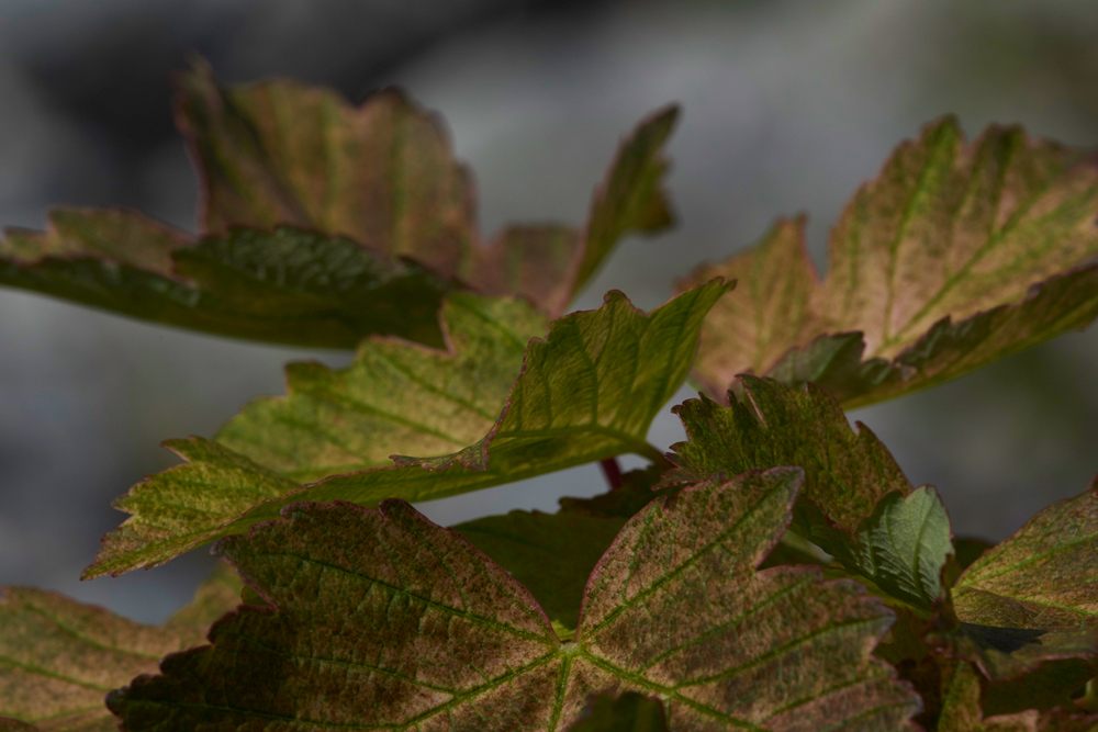 SycamoreGaitBarrows280518-4