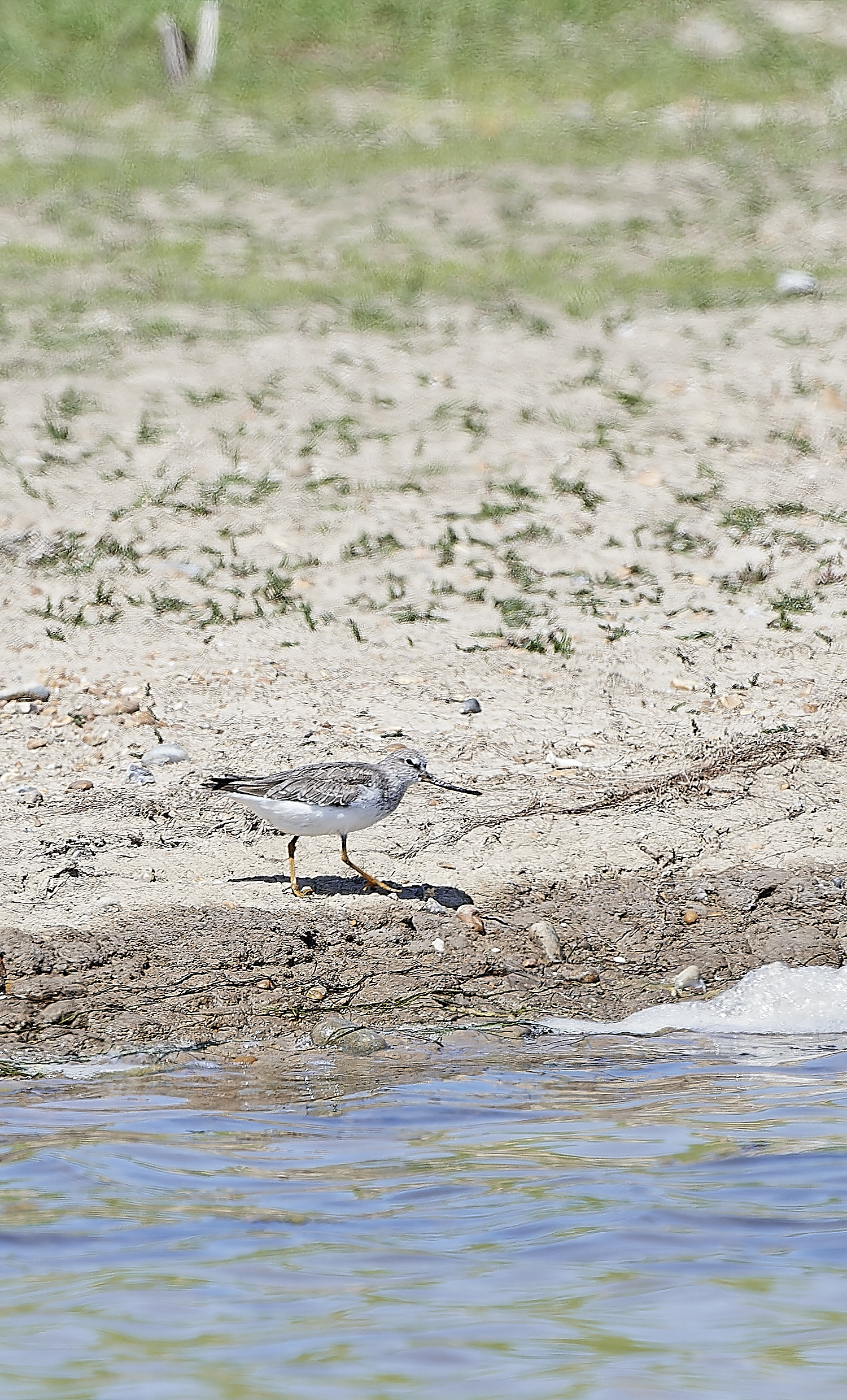 TerekSandpiper180518-1-NEF_DxO_DeepPRIMEXD