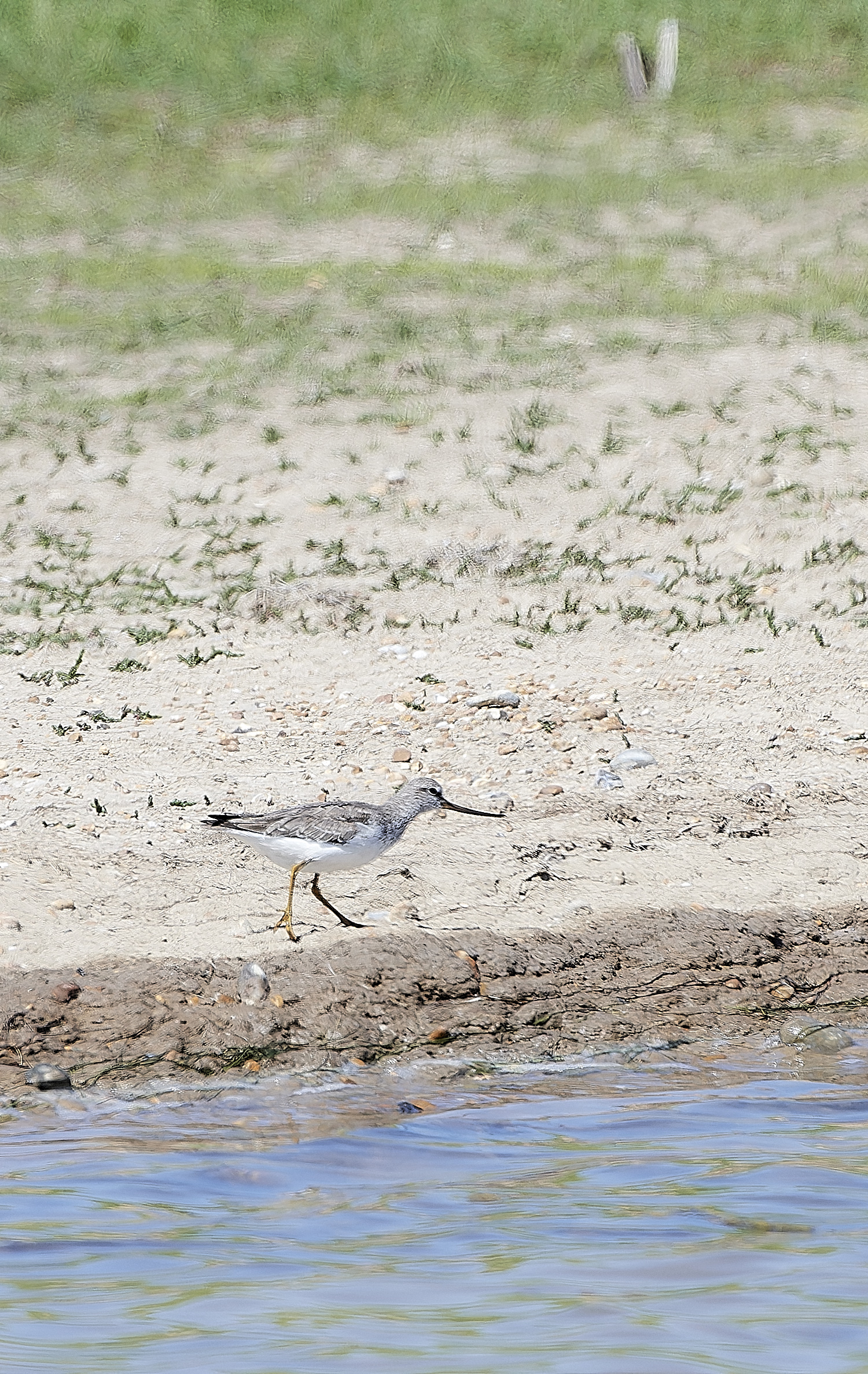 TerekSandpiper180518-2-NEF_DxO_DeepPRIMEXD