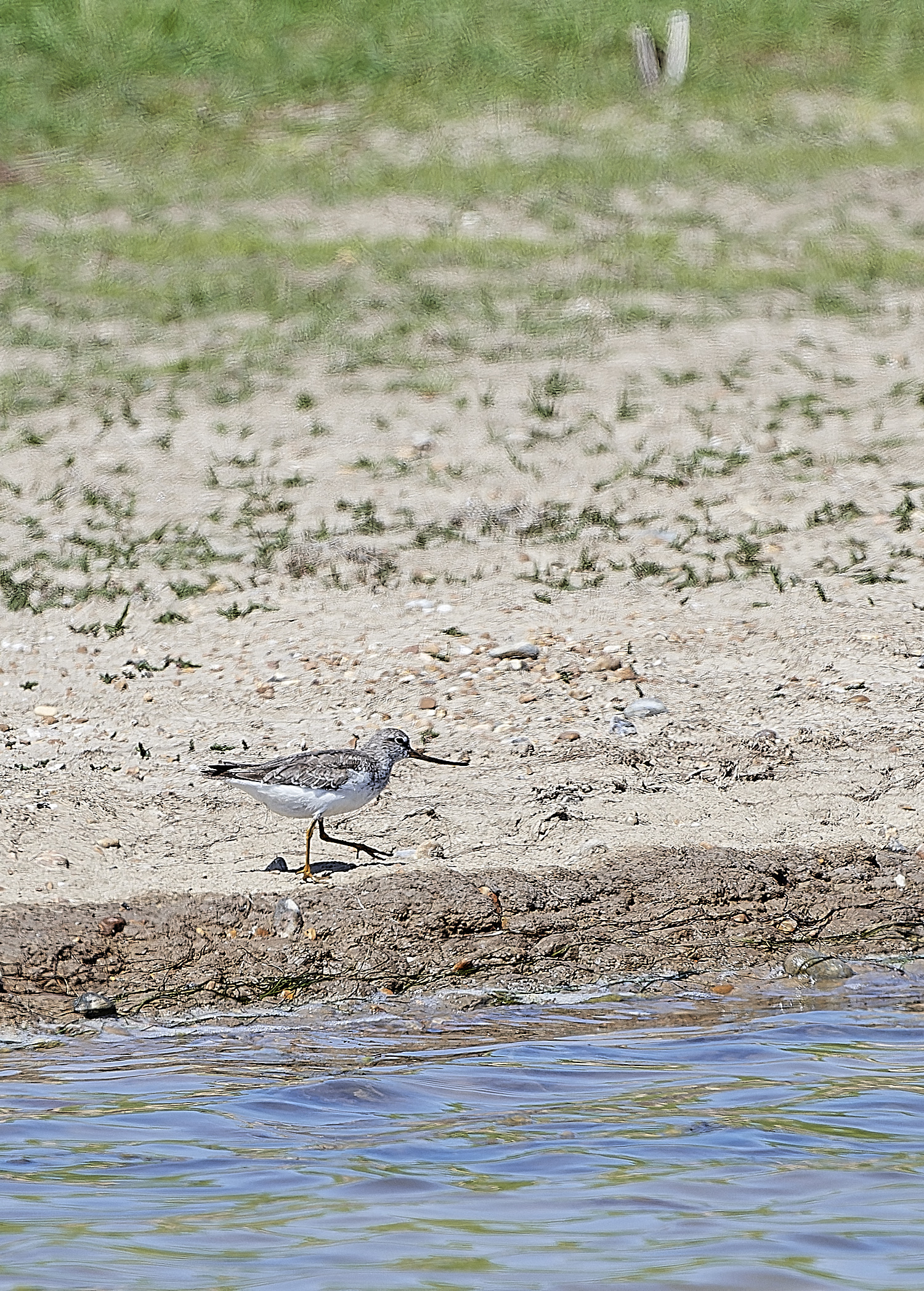 TerekSandpiper180518-3-NEF_DxO_DeepPRIMEXD