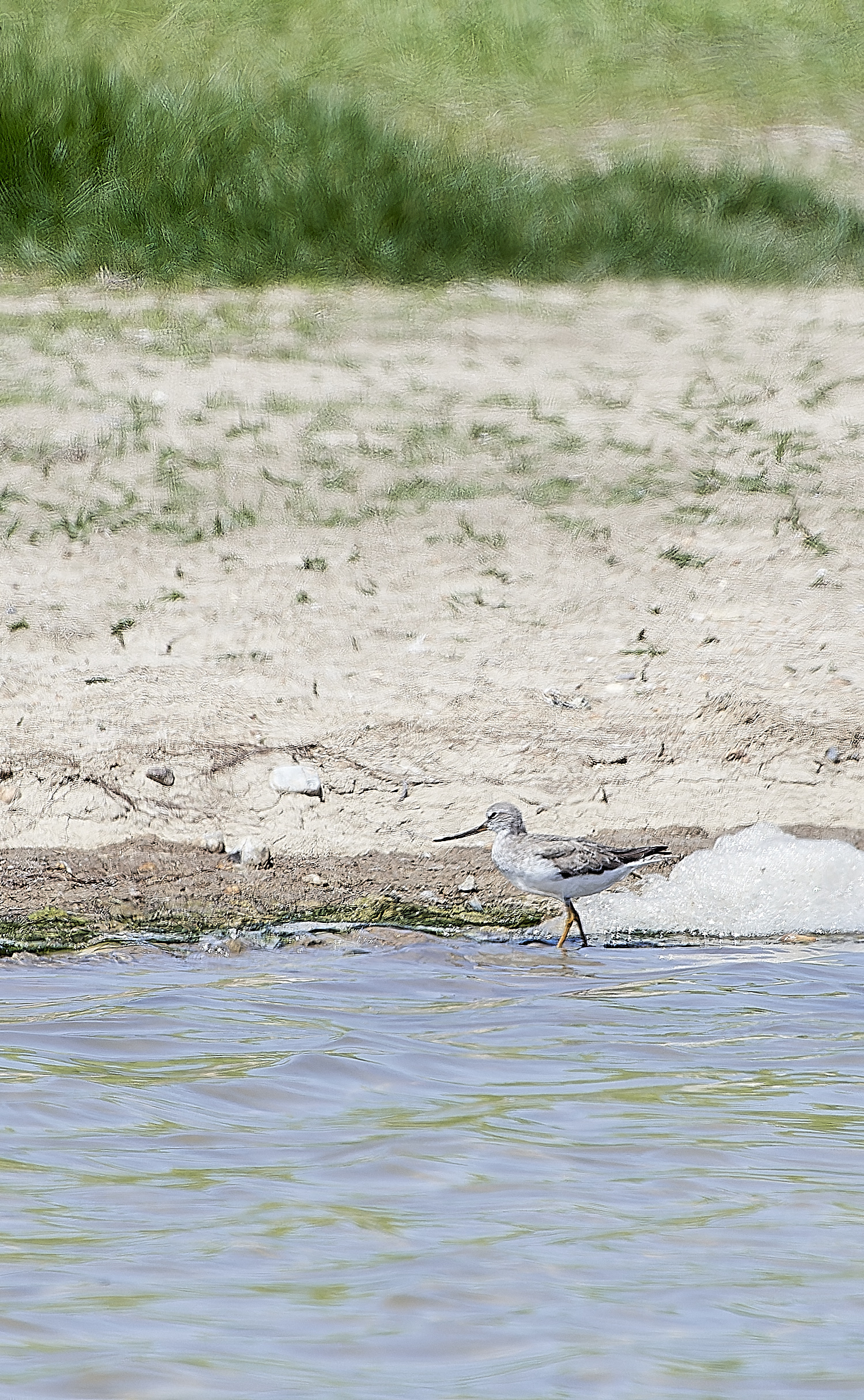 TerekSandpiper180518-4-NEF_DxO_DeepPRIMEXD