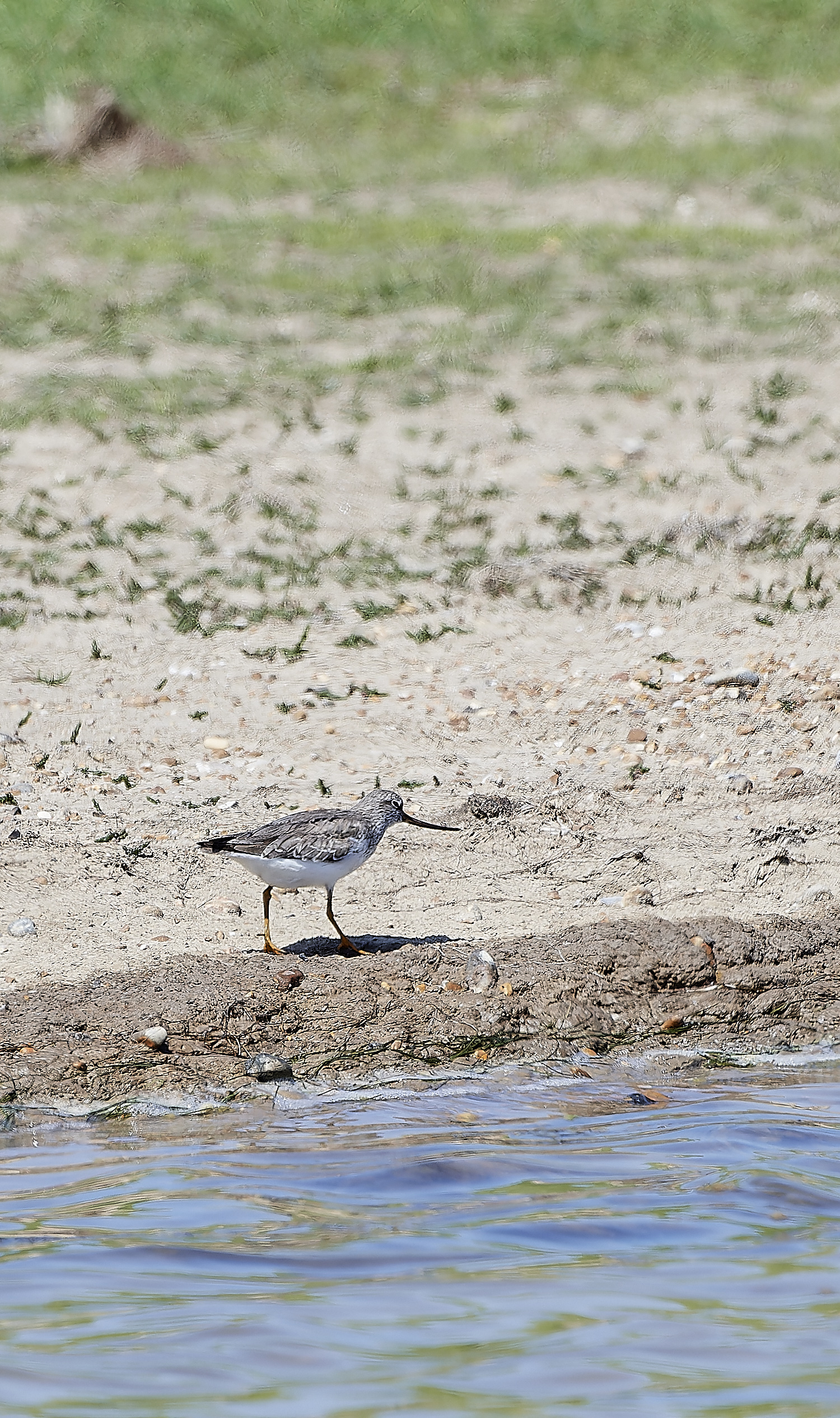 TerekSandpiper180518-5-NEF_DxO_DeepPRIMEXD