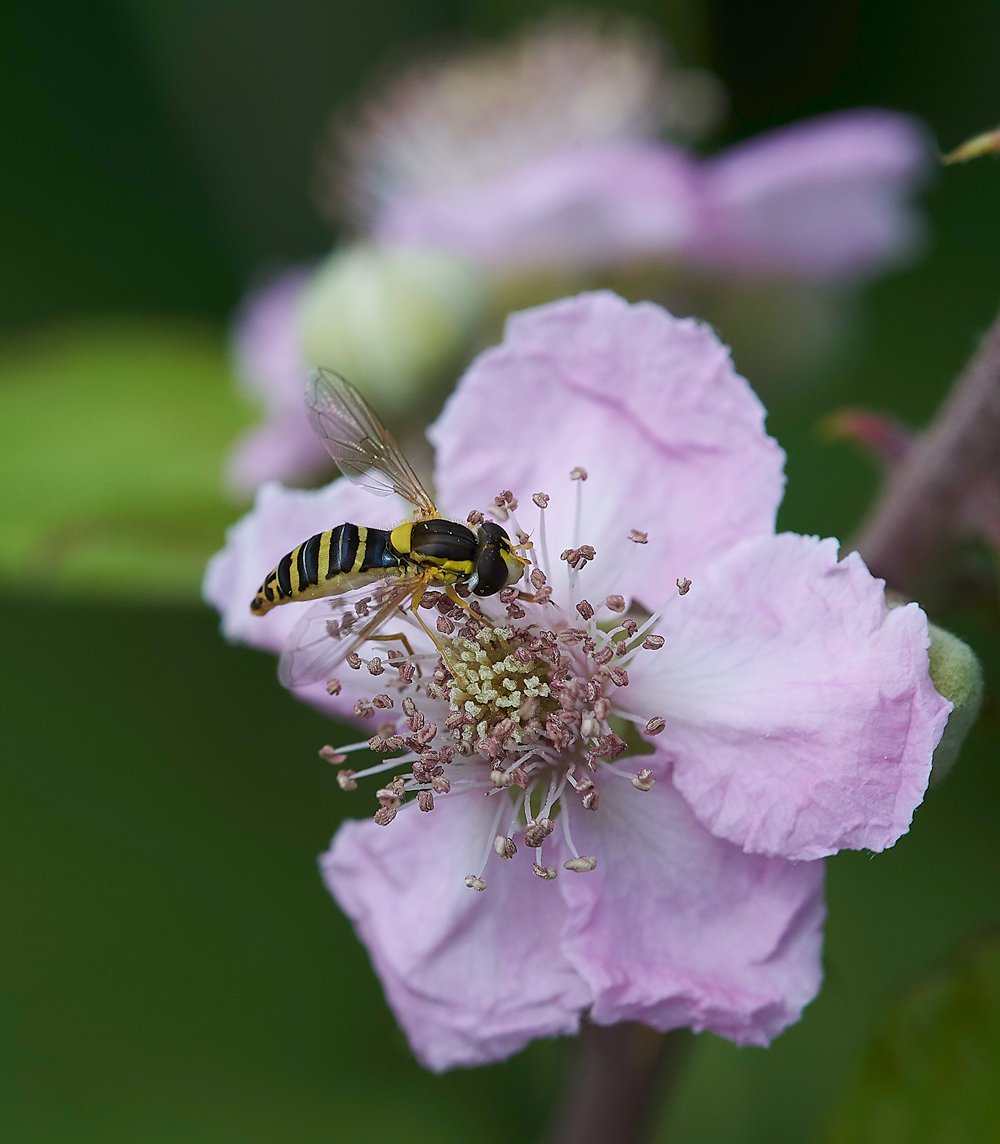 TheIronRdHoverfly080718-1