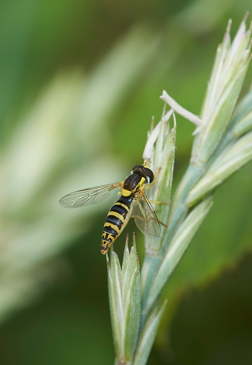 TheIronRdHoverfly080718-4