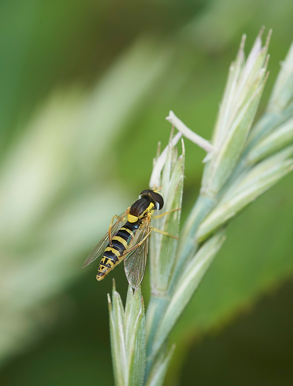 TheIronRdHoverfly080718-5