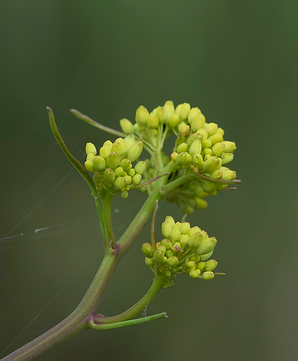 TheIronRoadGreatLettuce080718-1