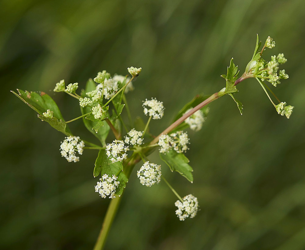 TheironRoadWildCelery080718-1