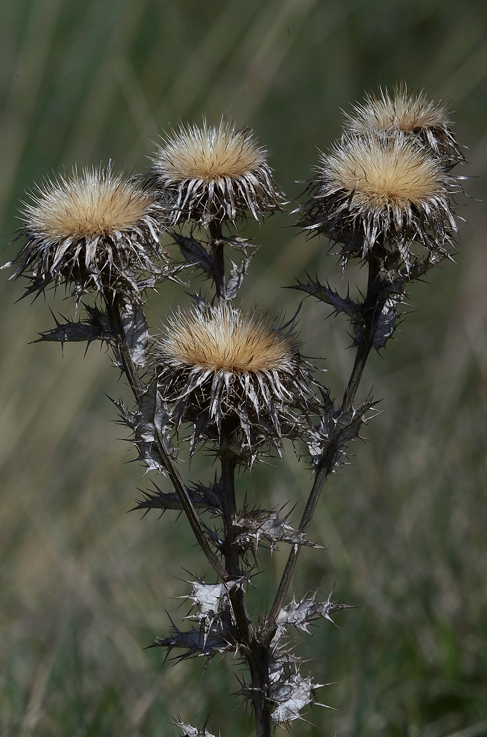 Thistle070518-1