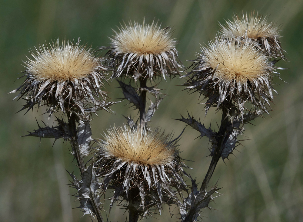 Thistle070518-2
