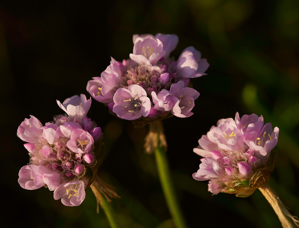 ThriftArnside280518-1