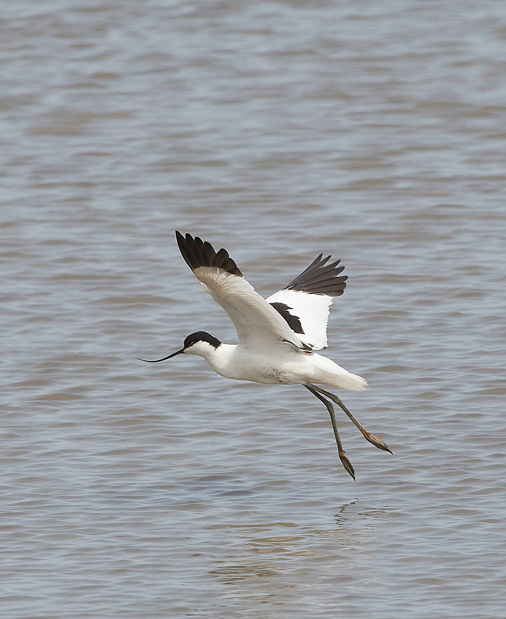 TitchwellAvocet170718-1