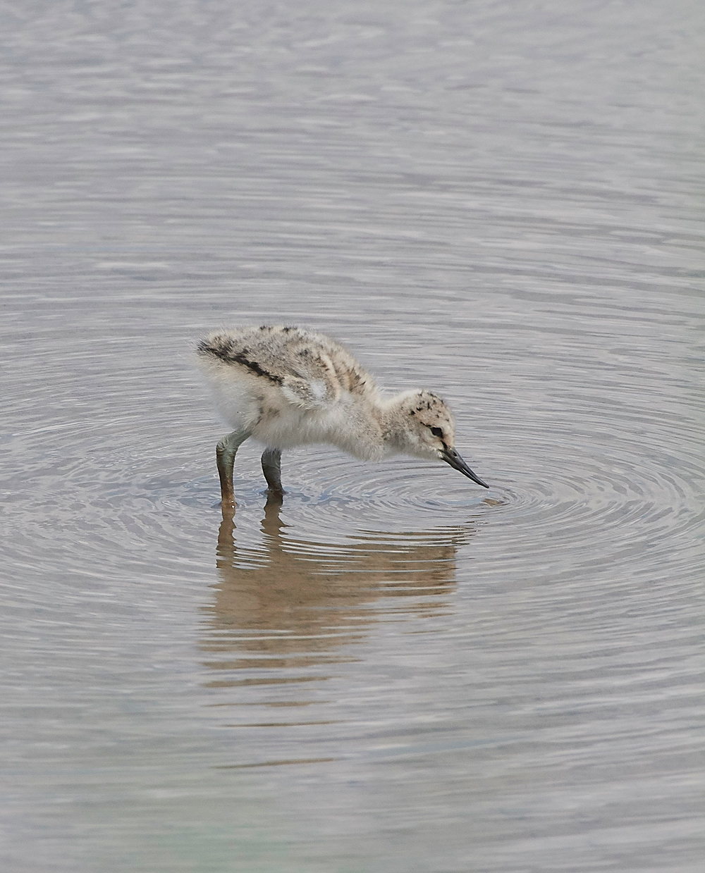 TitchwellAvocet170718-2