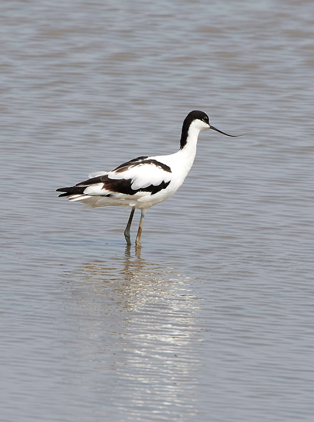 TitchwellAvocet170718-3